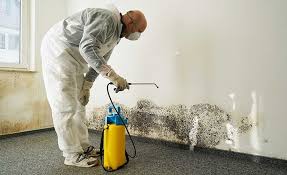 Best Industrial Mold Remediation in Rockport, IN