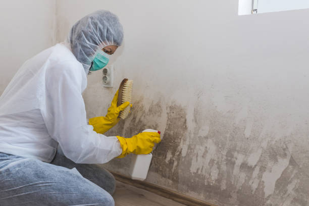 Best Basement Mold Removal in Rockport, IN